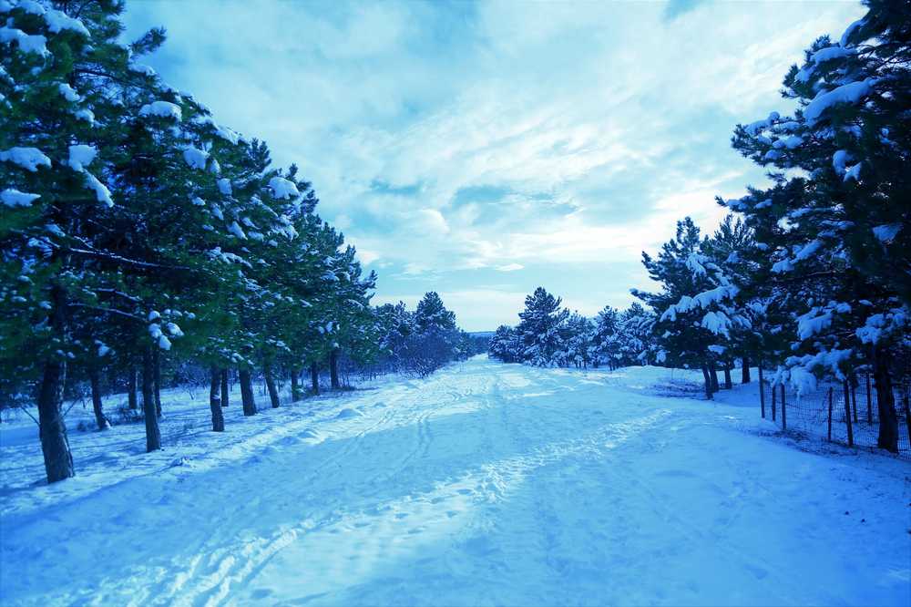 雪冬天冷森林