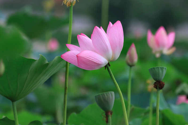 荷花 21