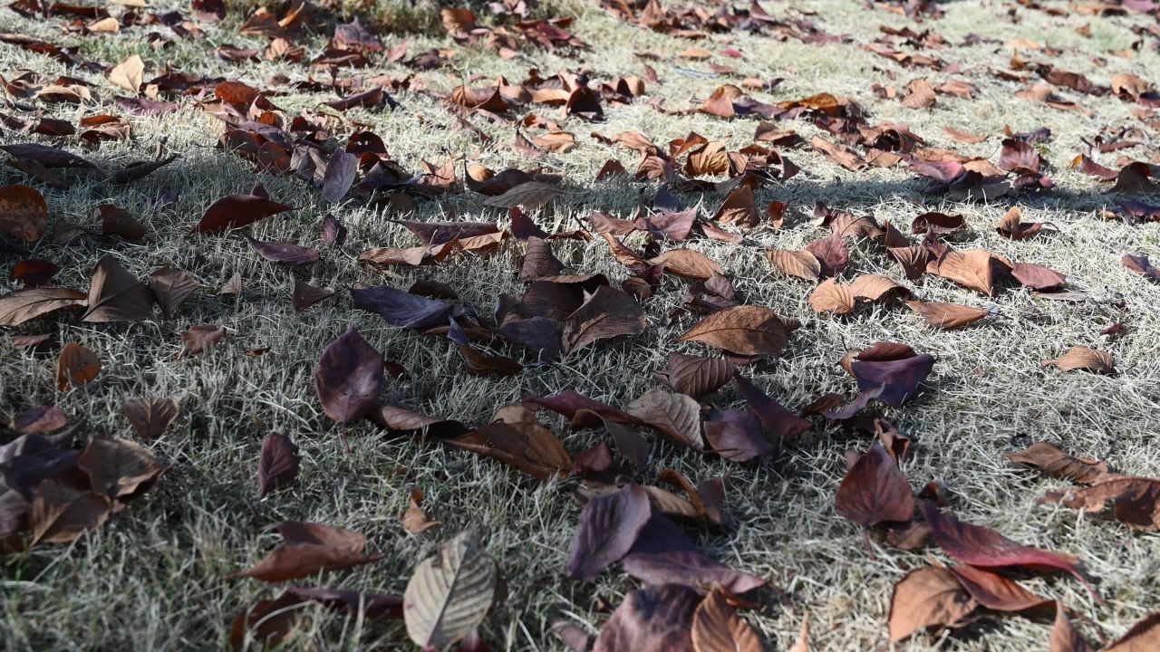 草地上的枯树叶