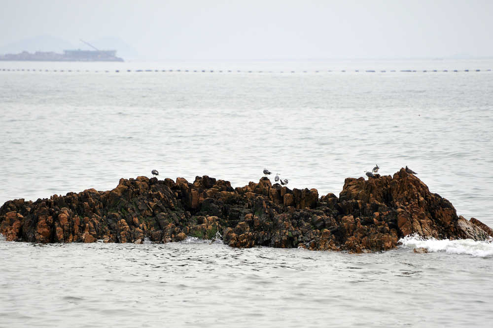 礁石上的海鸥