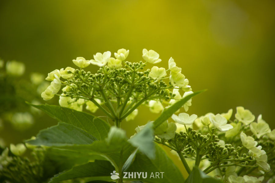 石楠花