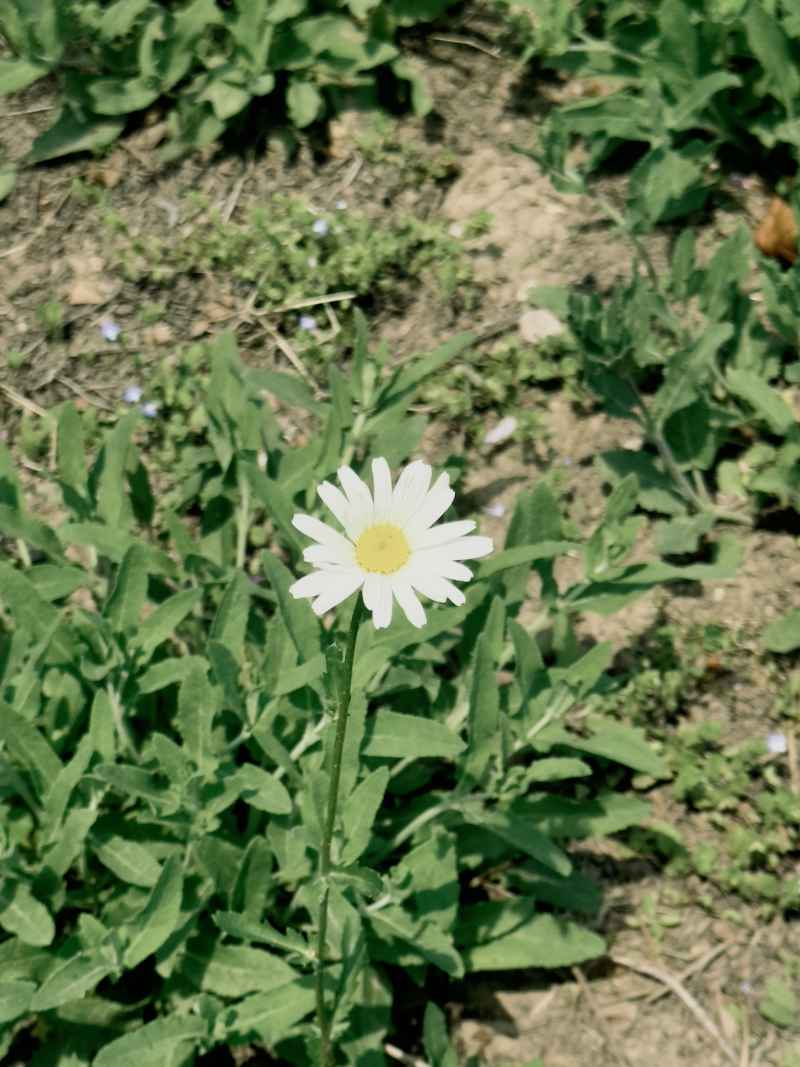 小白花