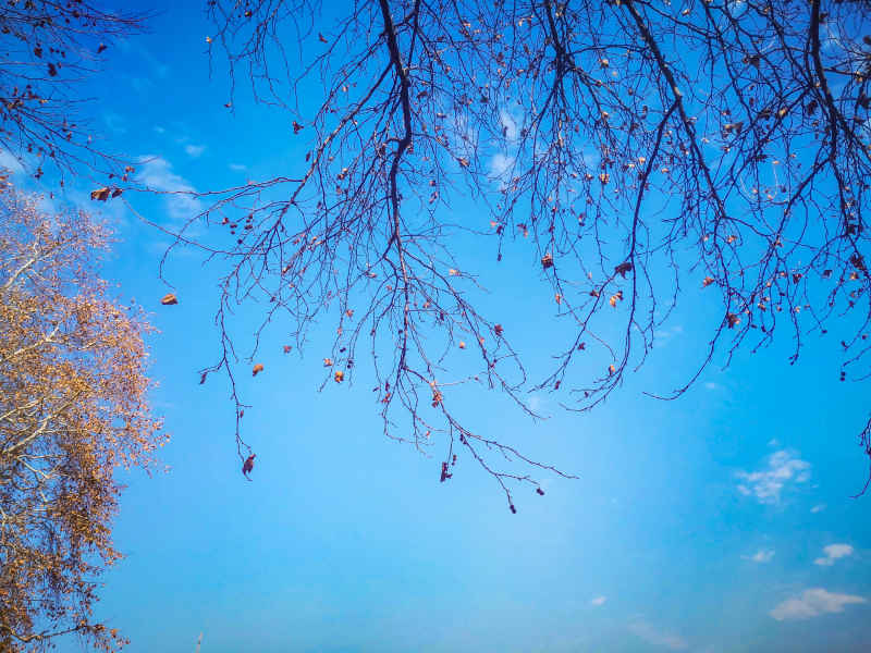 蓝天下枯树枝掉落树叶秋景摄图  