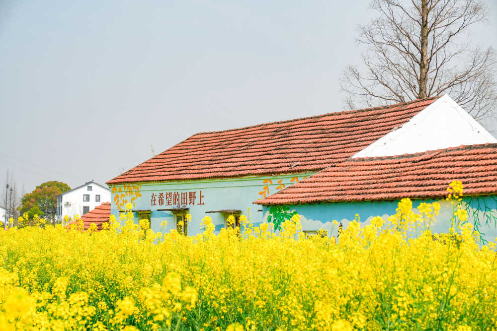 油菜花