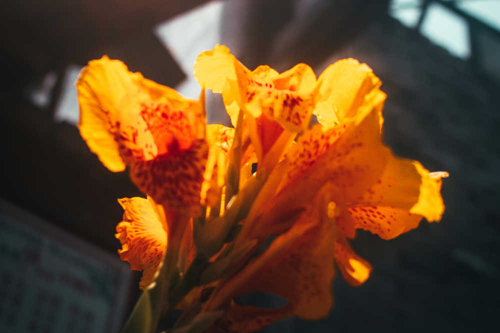 阳光与花