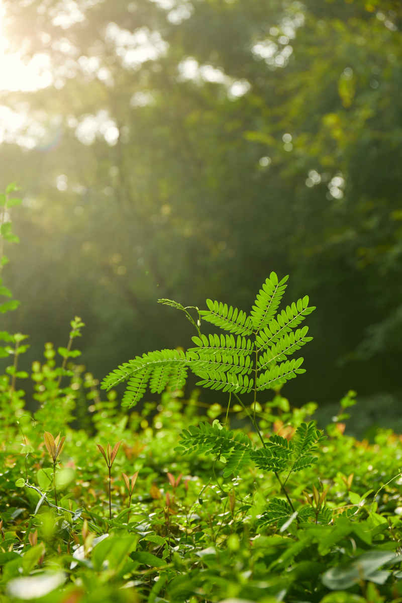 阳光下的小草