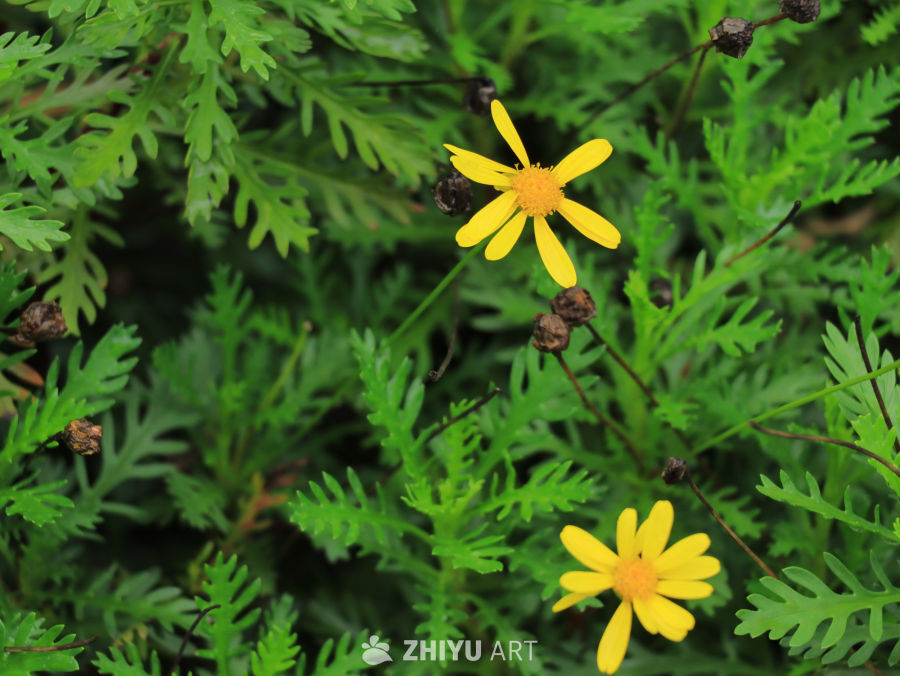 黄花绿叶的宁静时光