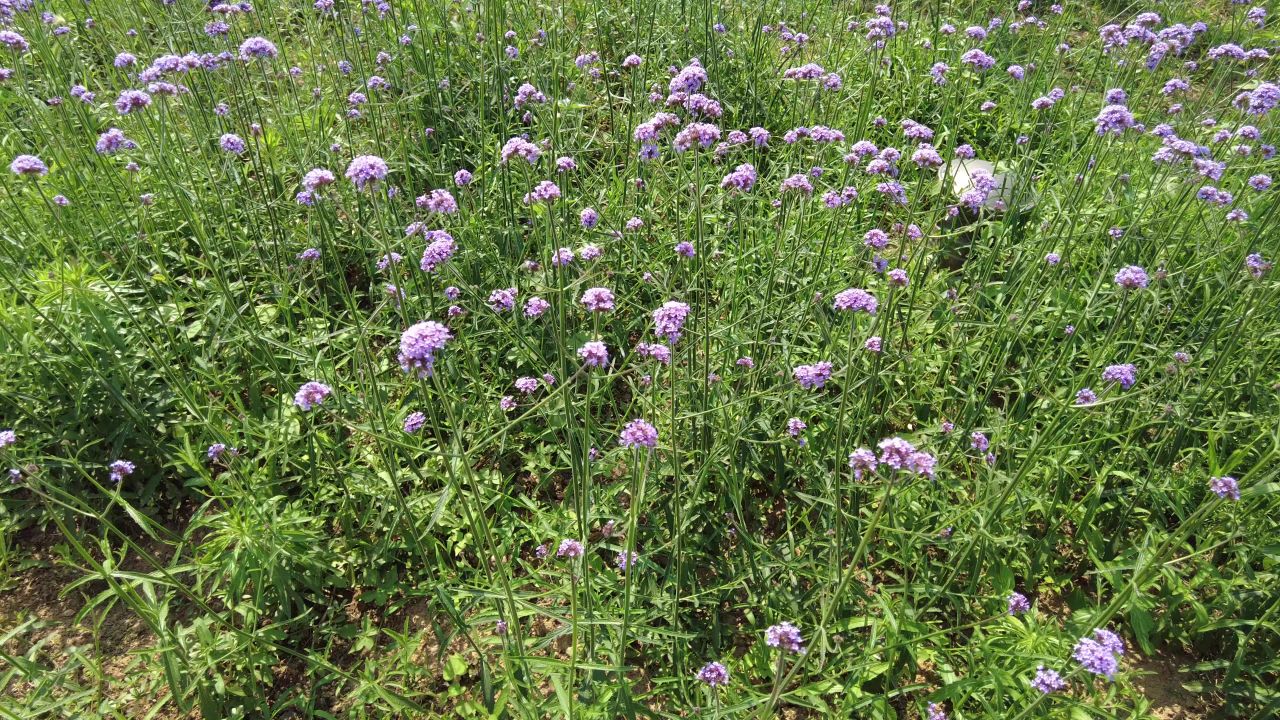 夏日阳光树枝树叶植物鲜花实拍  