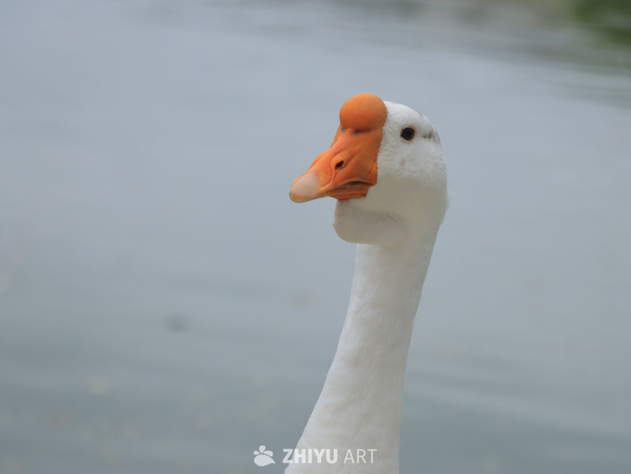 湖畔的白鹅