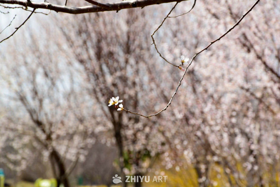 春花山桃