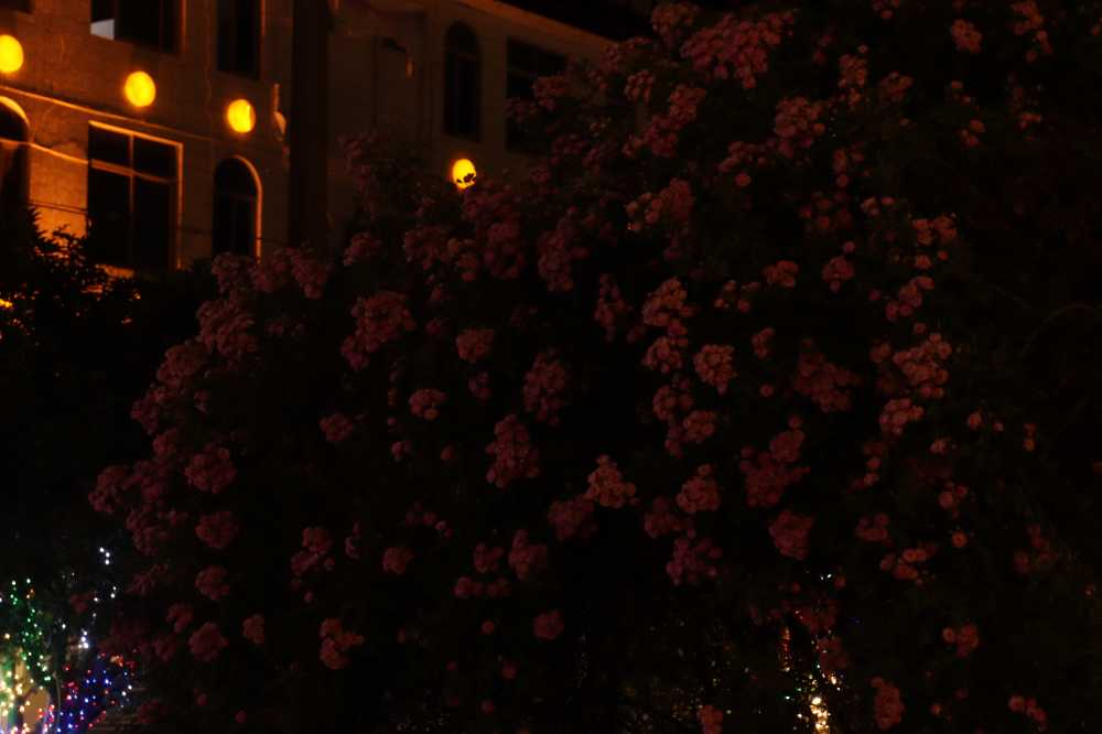夜色蔷薇