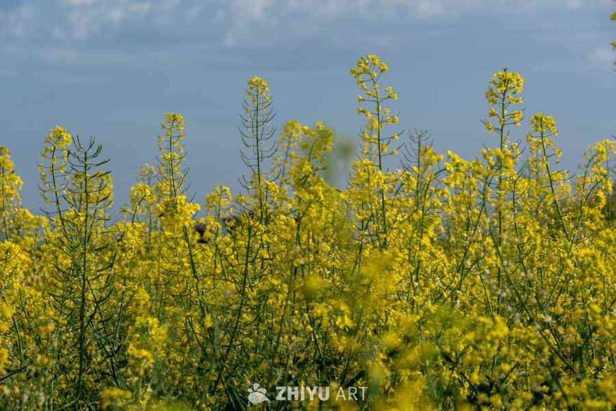 油菜花海 9