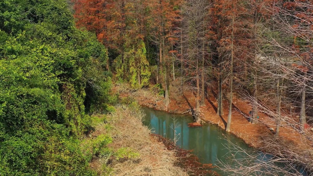 五桂山水松树3