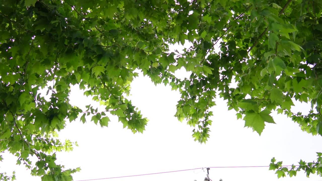 绿叶下的古典与现代交织