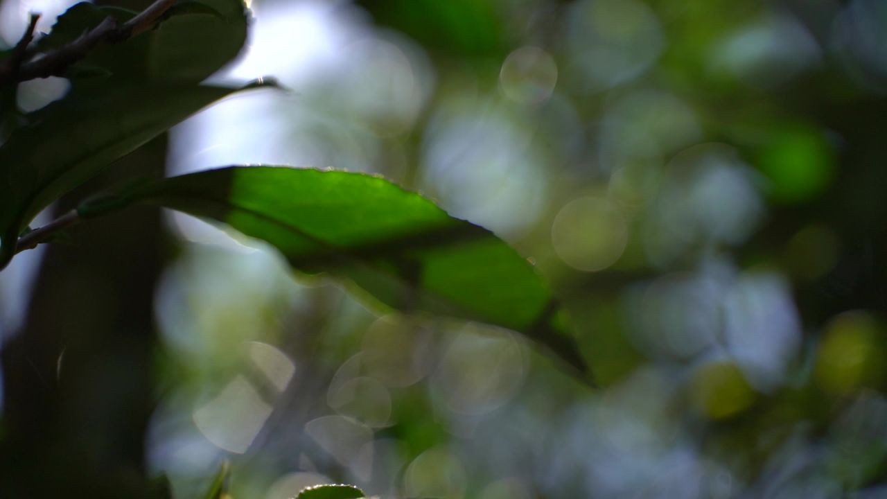 古茶树