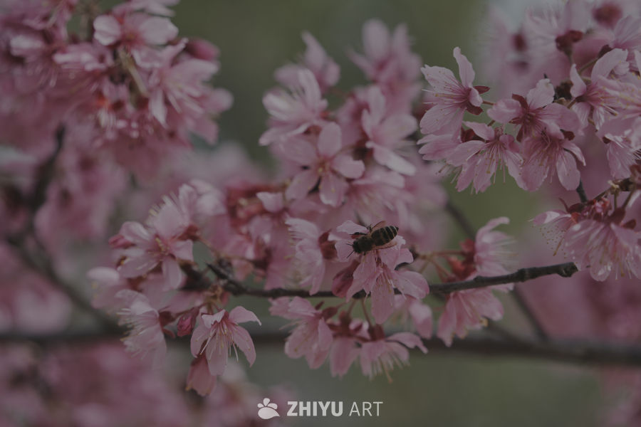 春日樱花与蜜蜂