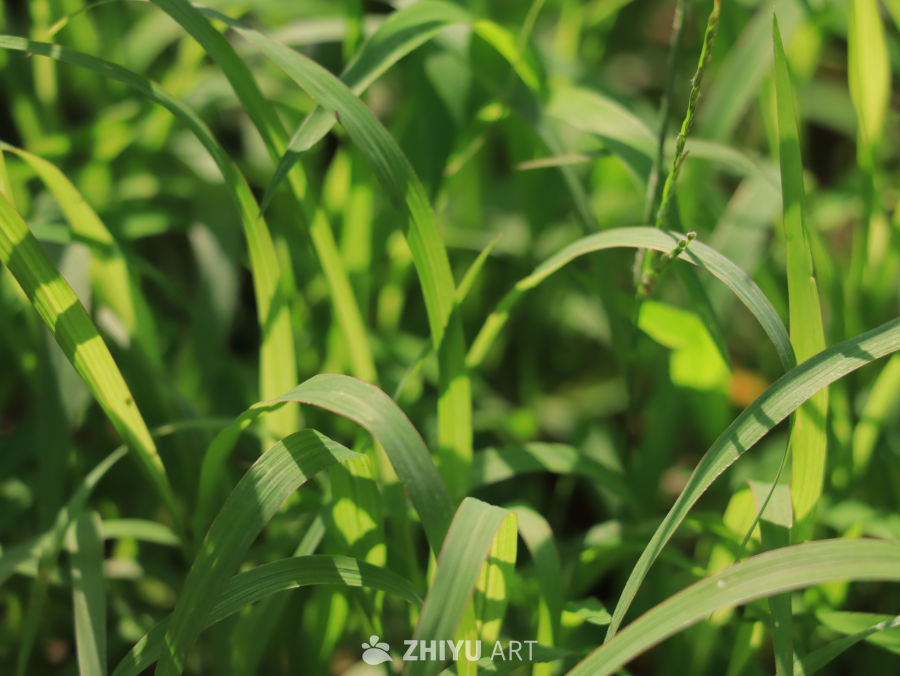 夏日里的绿色草丛