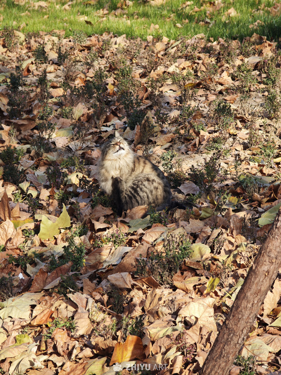 秋日猫咪晒太阳