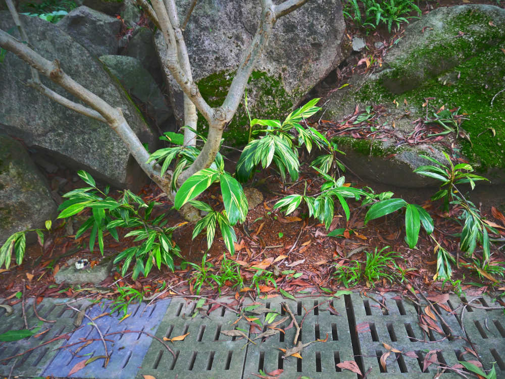 路边的艳山姜