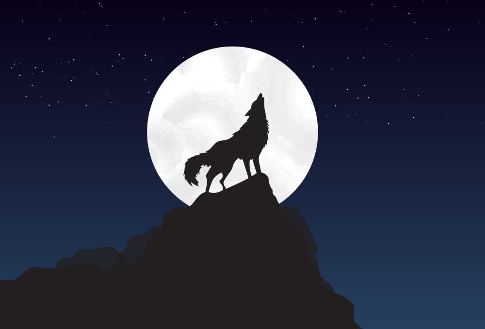 狼站步行月亮晚上宁静祥和明星。天空会感到寂寞天蓝色直到深夜山脉