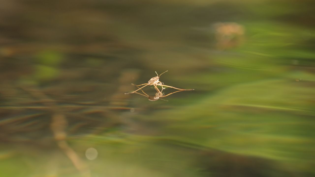 春天惊蛰昆虫万物复苏 4