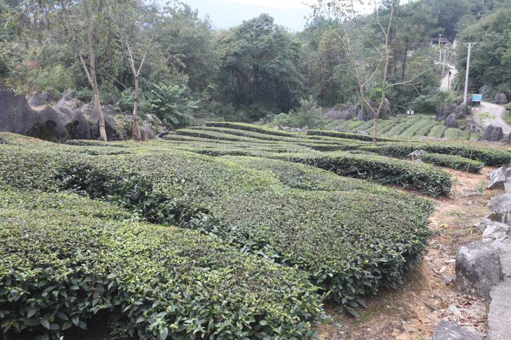 茶树