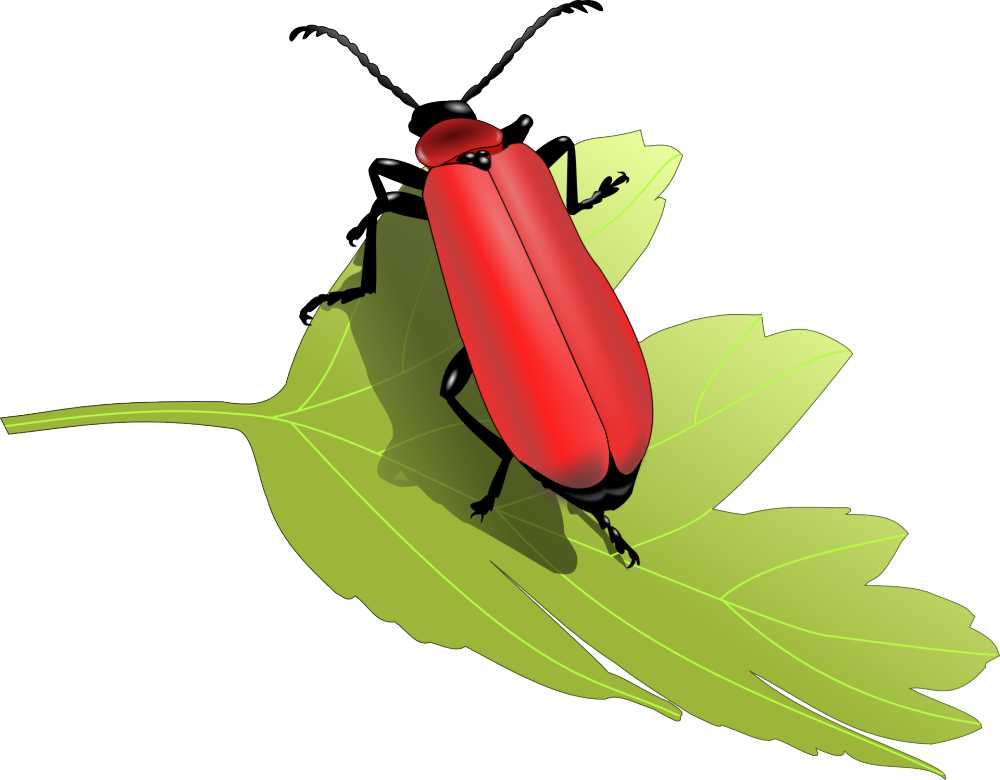 甲虫昆虫叶自然动物天线红色