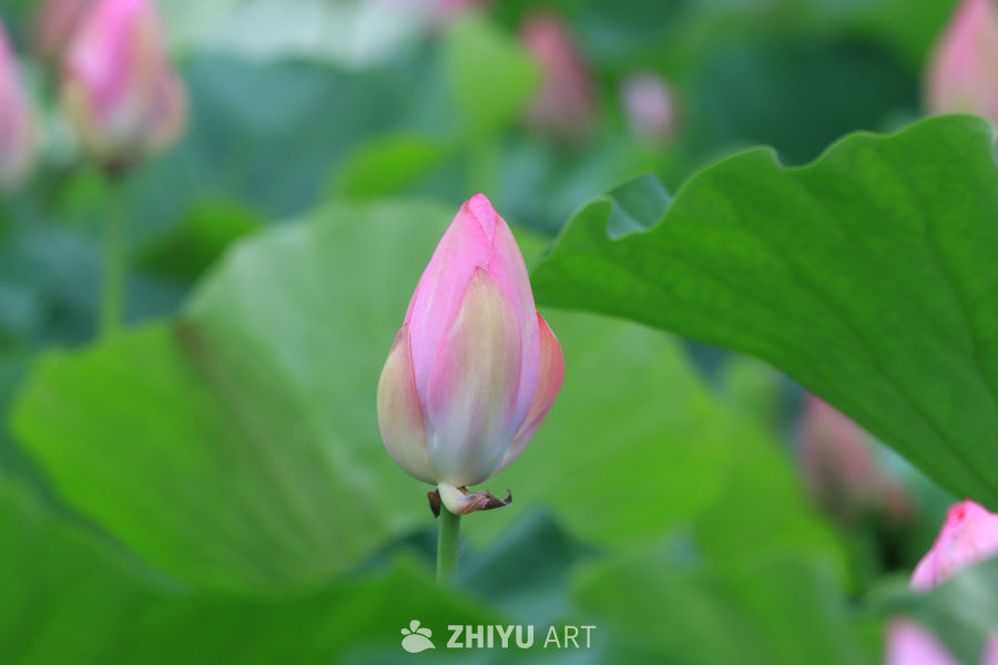 荷花 71