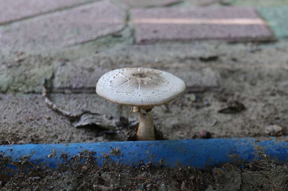 蘑菇