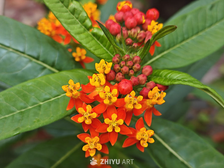 春天马利筋花盛开 1