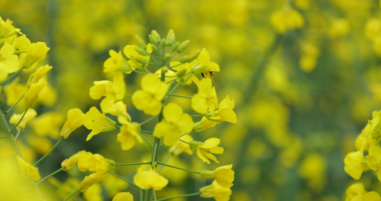 油菜花海 6