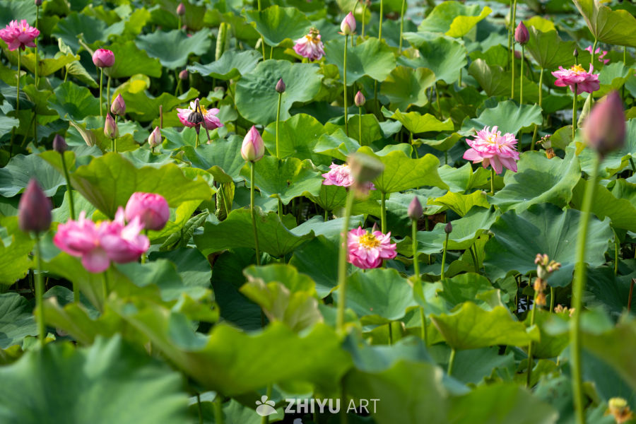 荷花 111