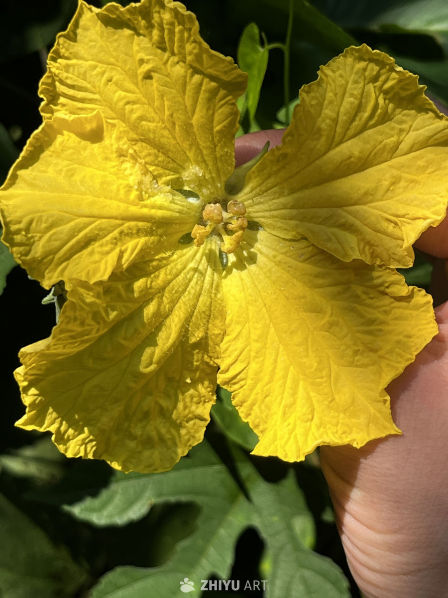 手托的南瓜花