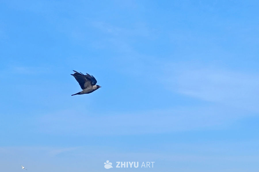 天际翱翔