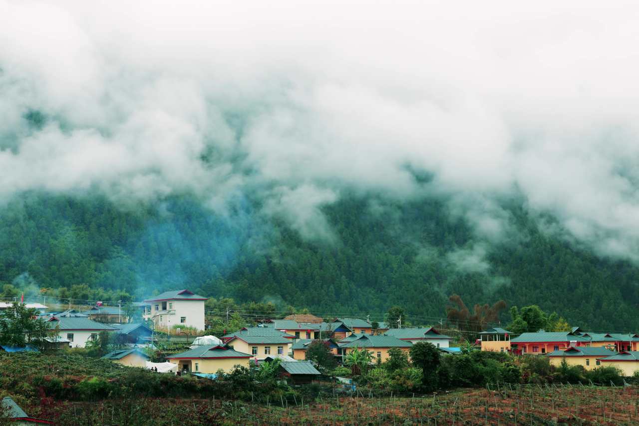 森林雾气