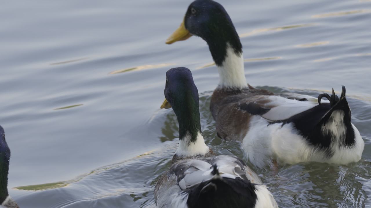 杨府山公园观鸟 8