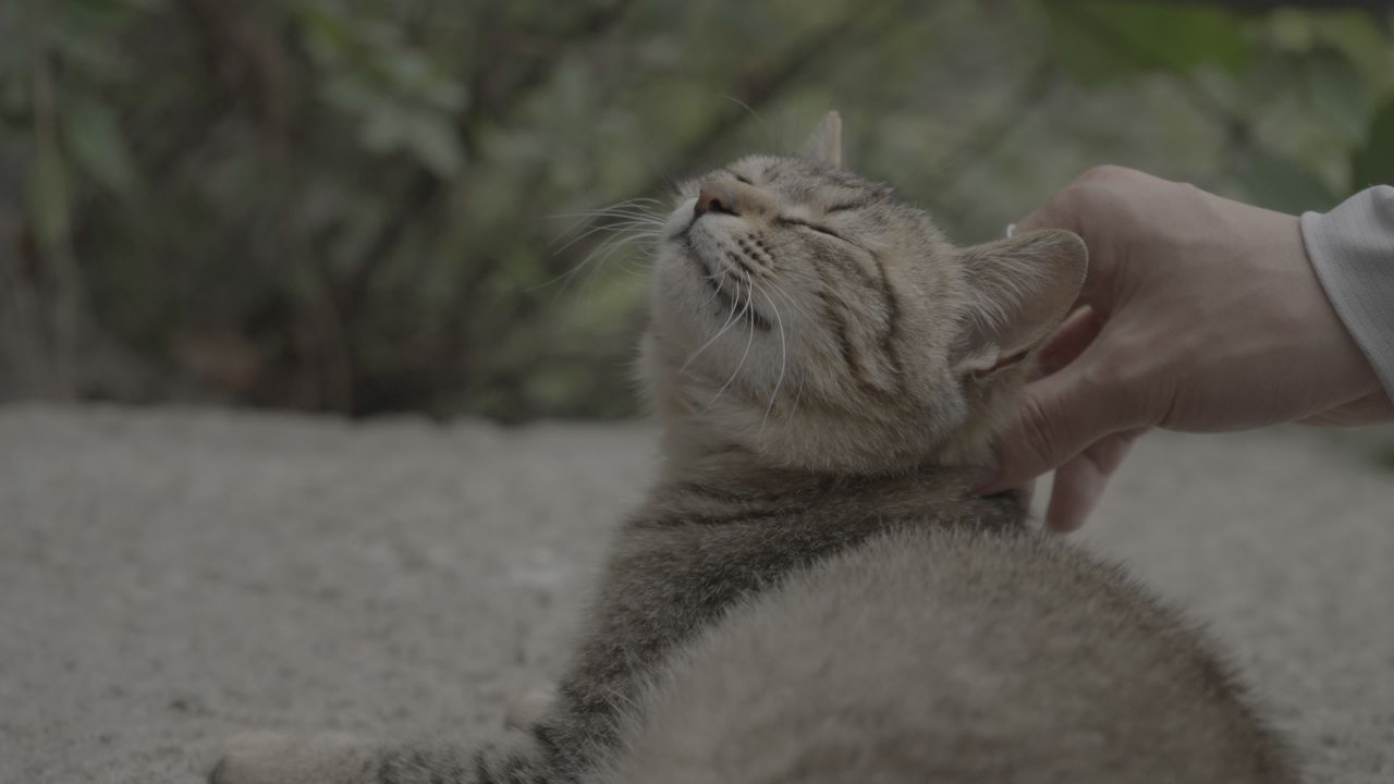 猫咪 4