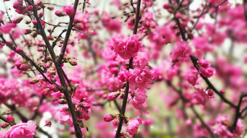 花花