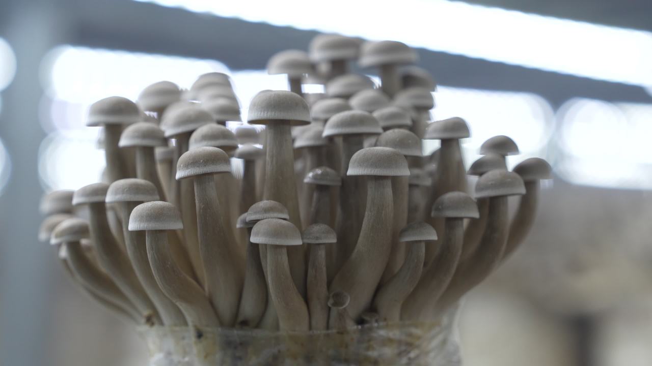 鹿茸菇鲜脆可口， 22