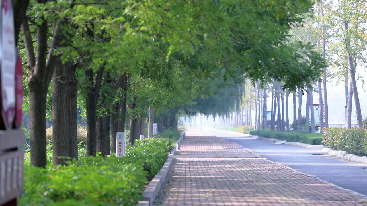 绿树成荫 马路辅道 