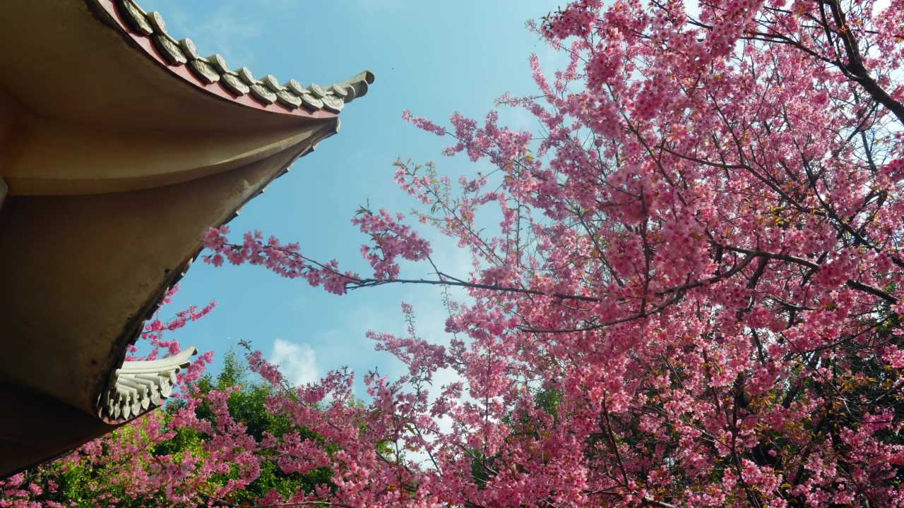 春日樱花与古屋