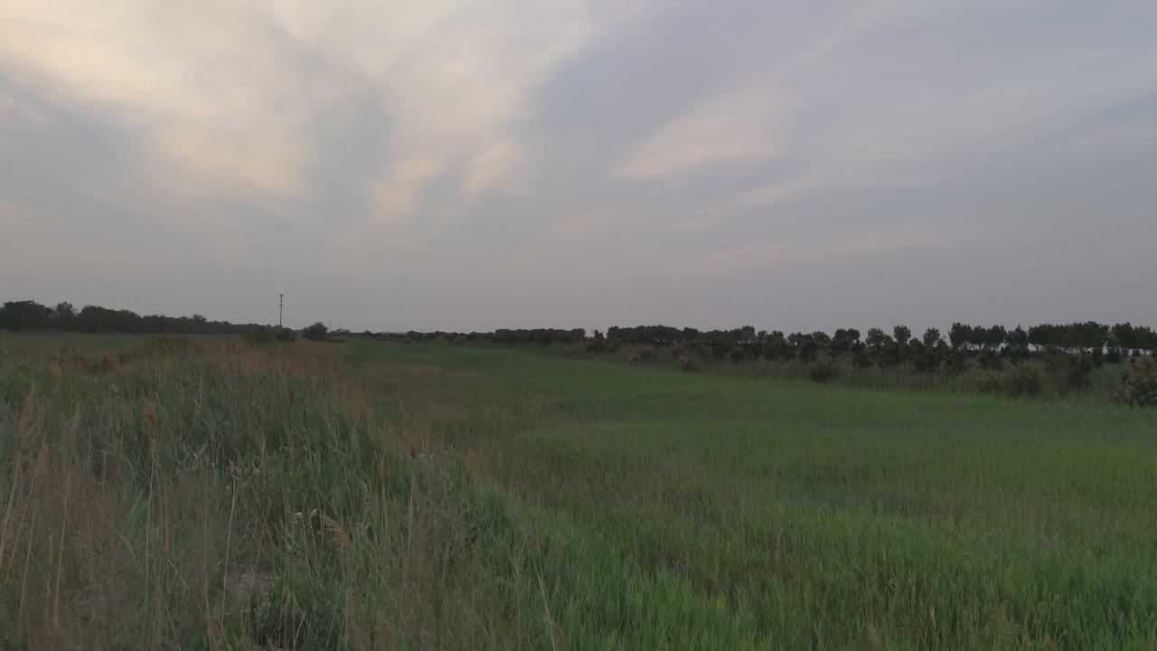 湿地 11