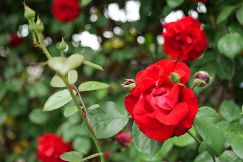 月季花 16