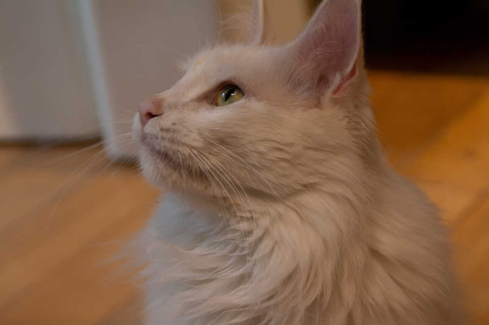 缅因猫侧脸