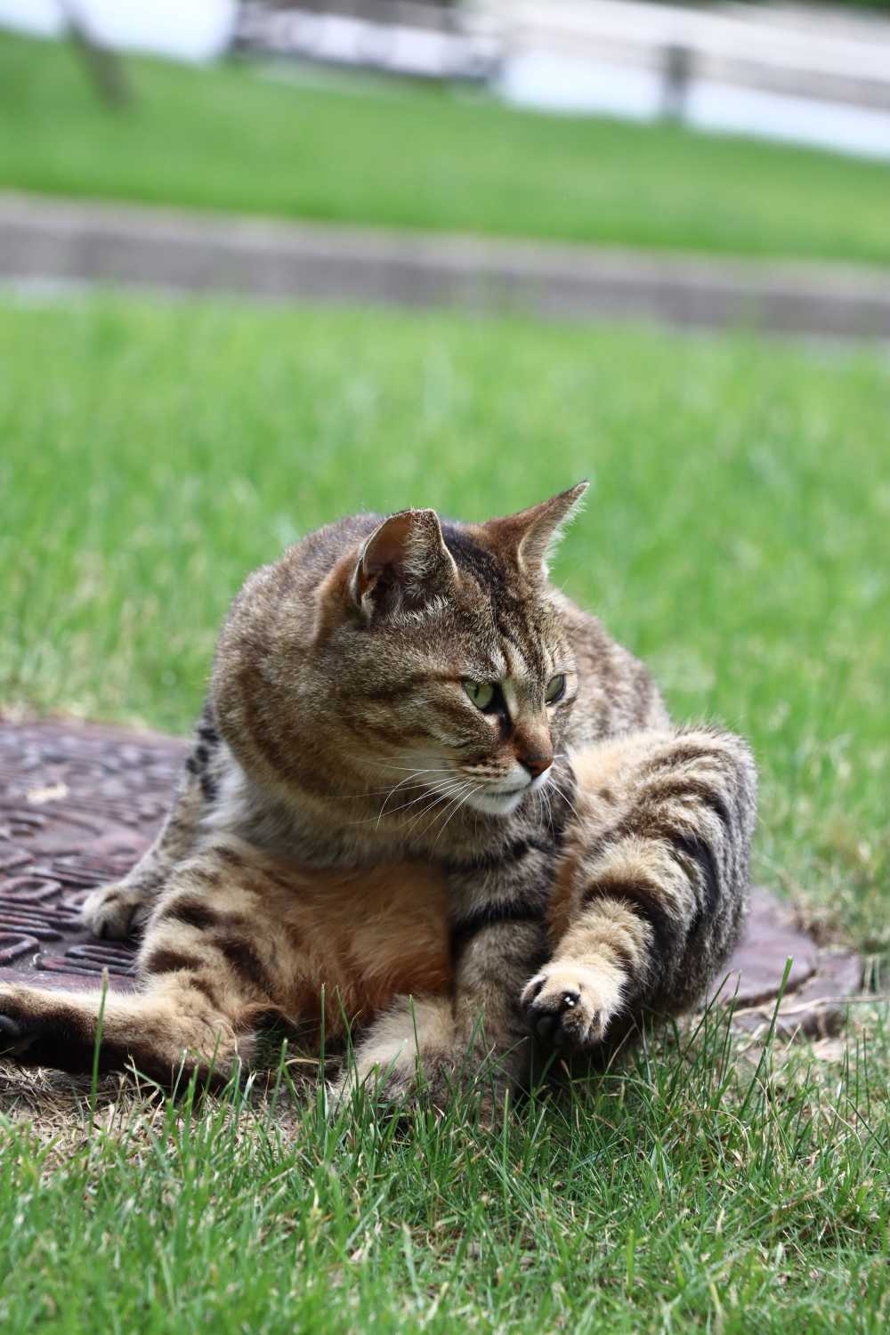 草丛之内清洗毛发的猫咪