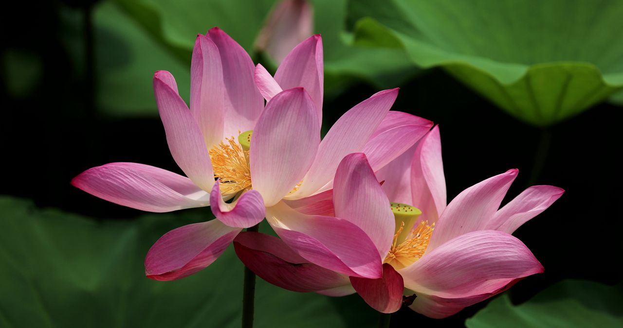 实拍8k两朵莲花
