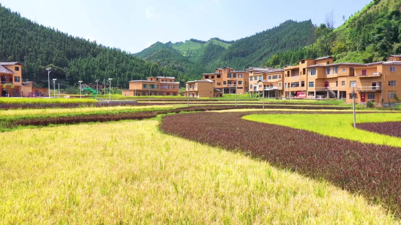 航拍山区五色稻田 美丽乡村