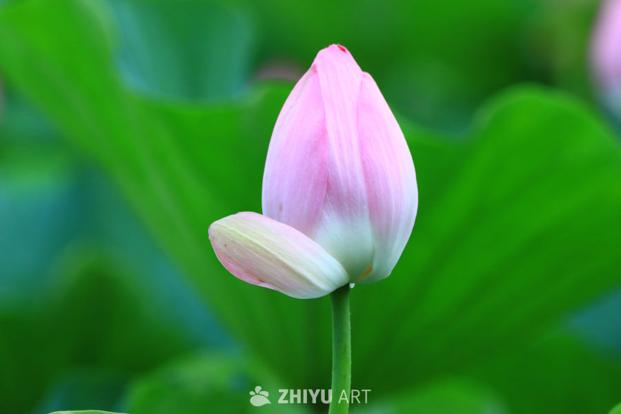 盛夏荷花 277