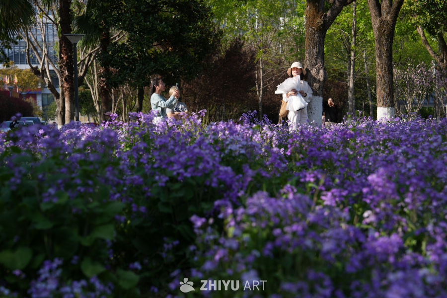 紫花盛开的公园