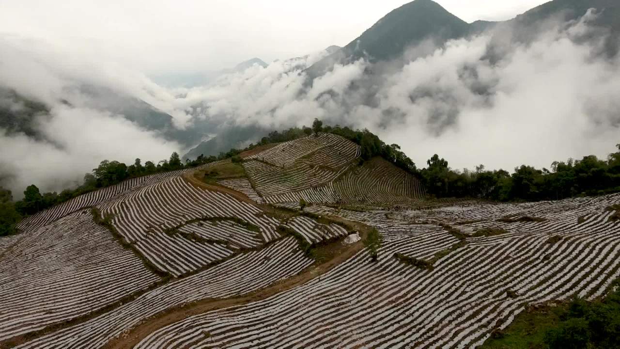 墨脱茶园